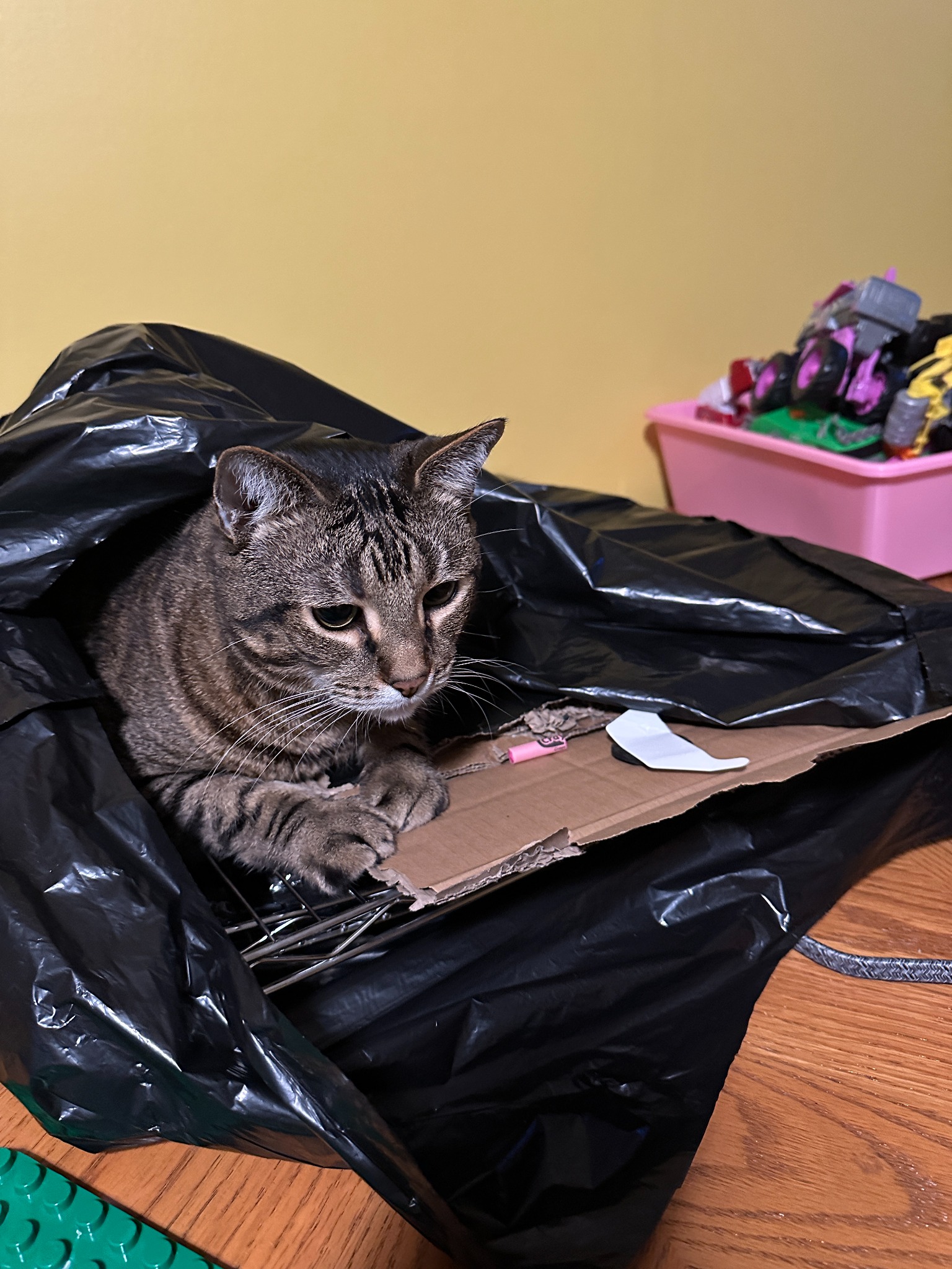 Bag Cat sitting inside a black trash bag on cardboard.