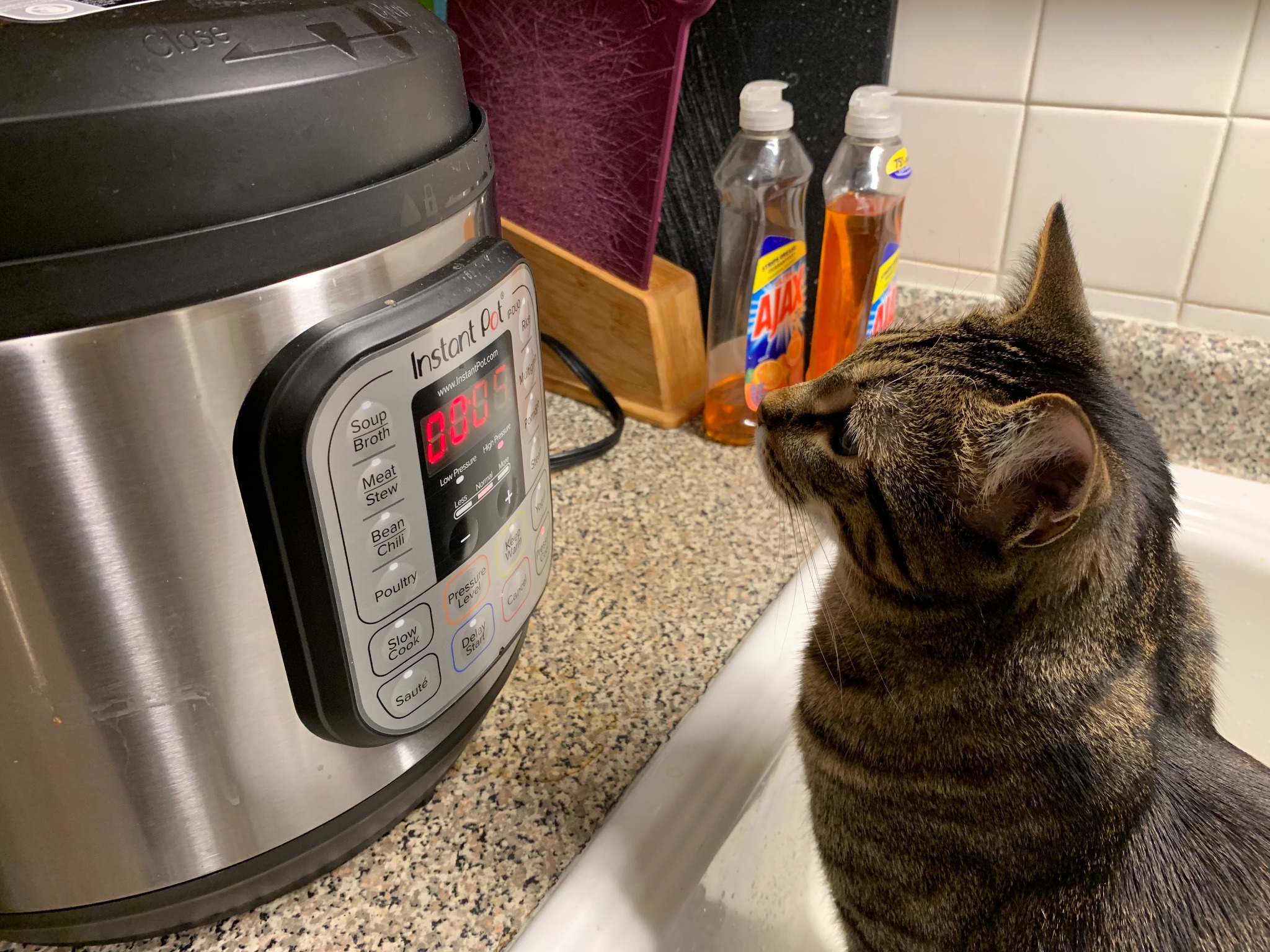 Bag Cat staring intently at an Instant Pot timer.