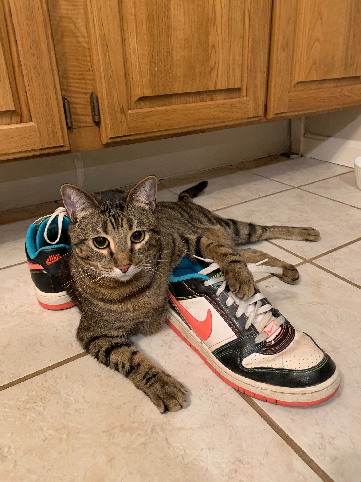 Bag Cat lying across a pair of sneakers.
